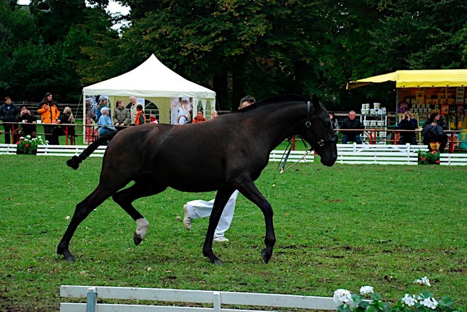 here you can see Salsa at the German International Lusitano Championship, she won the first place in her category of the 2 years old fillies with a silver medal