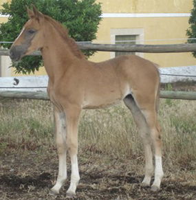 Uma filha do Baloubet du Rouet nascida em Portugal!!