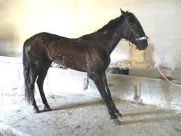 Postura típicade cavalo com laminite nas extremidades anteriores