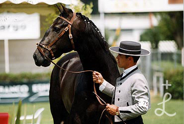 Orador - Trinco x Querida por Gaipo