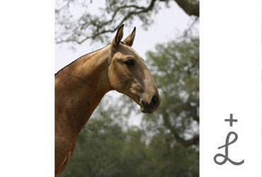 Alentejo - Pé-de-Vento x Urtiga